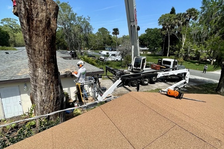 Hazardous Laurel Oak removal, West Melbourne 
