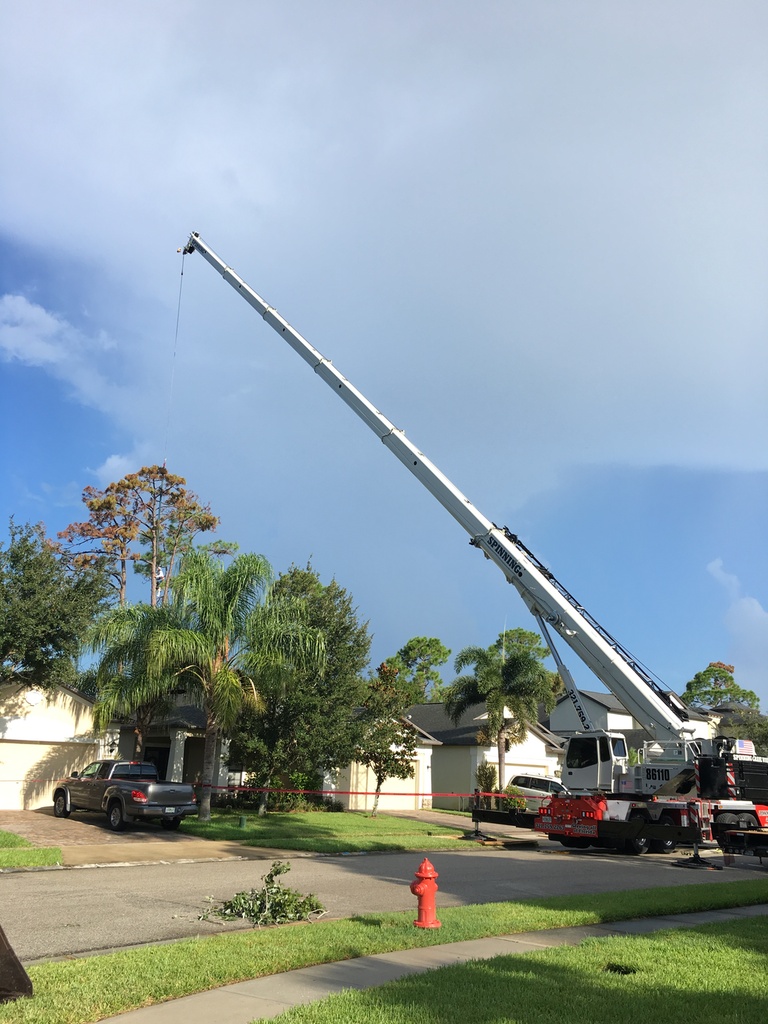 removal of a large overgrown tree with branches covering the front of a house