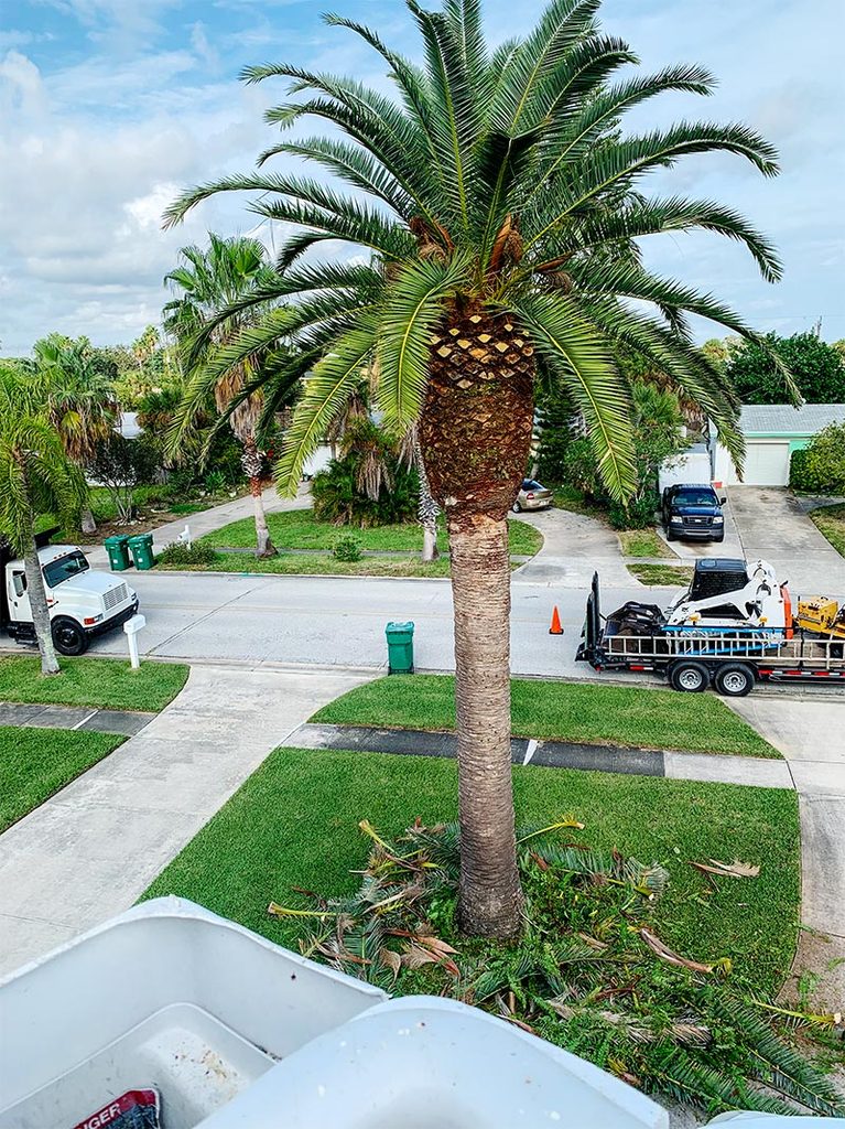 Palm Tree Trimming Before And After