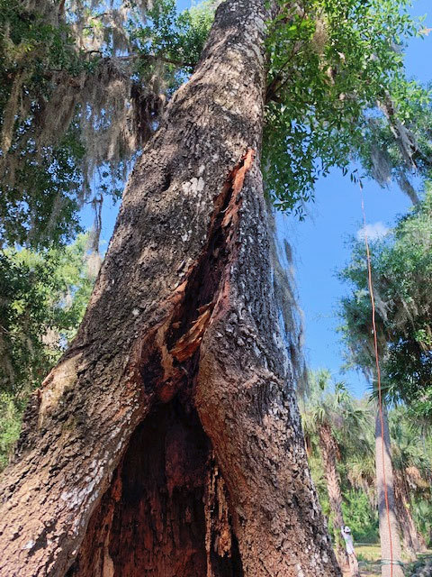 large tree with extensive damage at base of tree