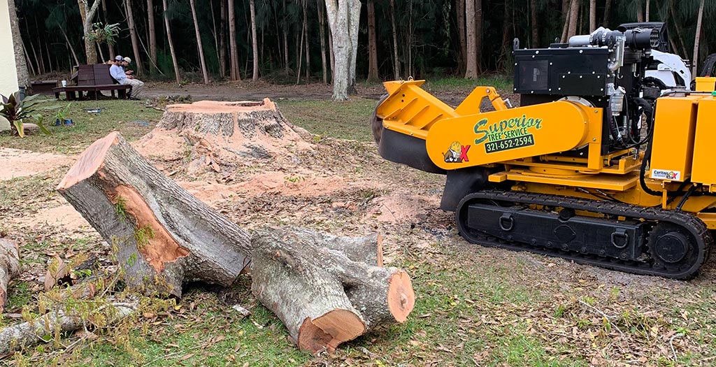 tree stump being removed and ground up by special machine