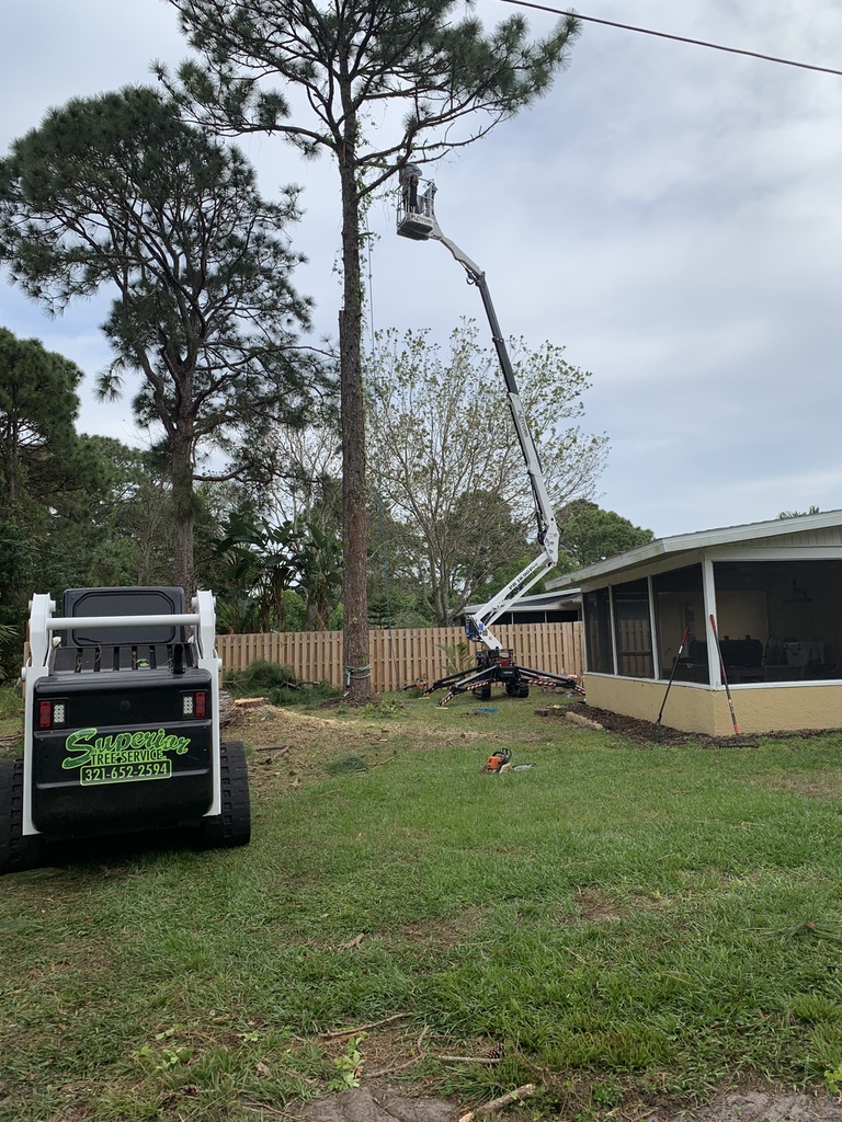 local arborist uses special equipment to remove branches from very tall tree