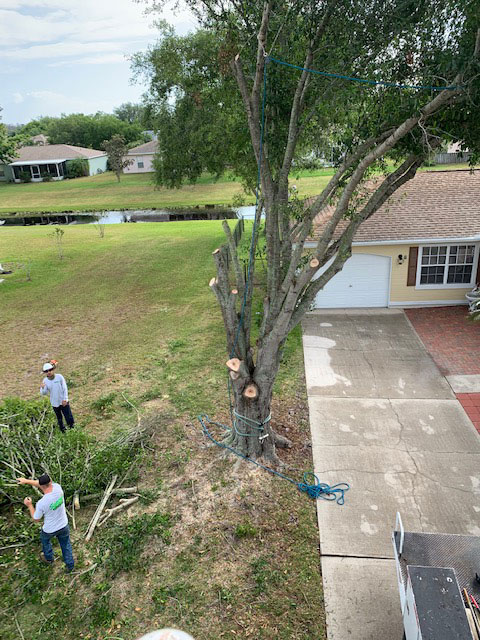 Tree trimming before